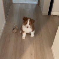 待てをトレーニングするアンディ君