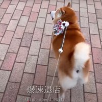 歩道を走る柴犬