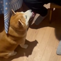 お父さん見るロンくん