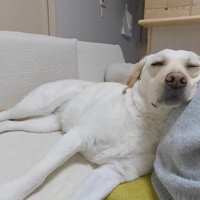 そのままウトウト…