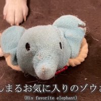 おもちゃがボロボロに…