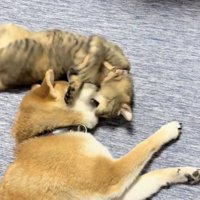 いきなりの甘噛み！