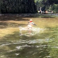 男性のところへ泳いでいく犬