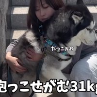 「むりです…」