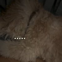 無視するかまぼこちゃん