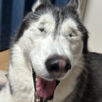 ラニちゃんがあくびをする瞬間6