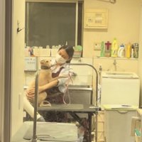 お姉さんに抱きつきながらカメラの方向を見る犬