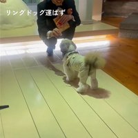 犬の後ろ姿