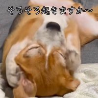 寝起きの中型犬