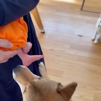 においを嗅ぐきなこちゃん