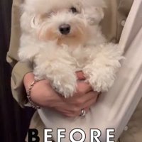 ジジくんのビフォーアフター