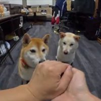 柴犬
