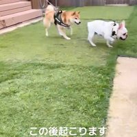 他のワンコが寄ってきて…