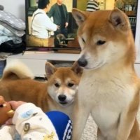 おもちゃをじーっ