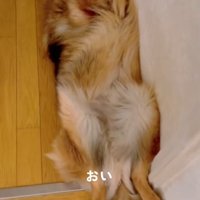 近寄ってみる飼い主さん