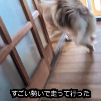 らてちゃんのもとへダッシュ！