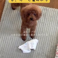 イタズラっ子なところも可愛い