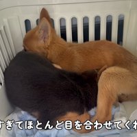 処分対象だった2匹の犬