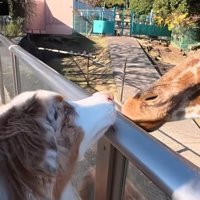 キリンと挨拶するガルチェロくん