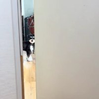 見つめていたのはグラフちゃん