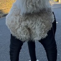 服からはみ出す犬のお尻