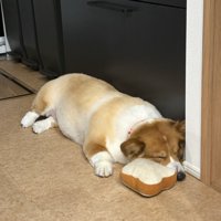 立派に成長