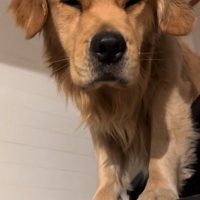 寝起きのゴールデンレトリバー3