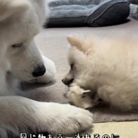 わざと負けてあげる兄