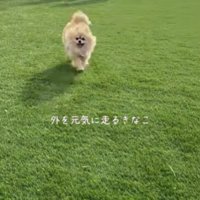 今ではお散歩大好きに！！