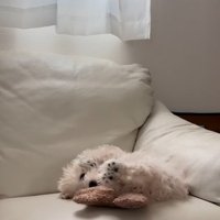 ソファーの上で遊ぶ子犬