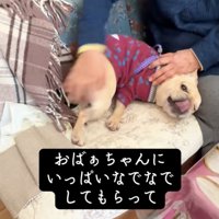 おばあちゃんちの犬…？