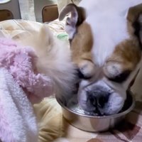 口からこぼれた水を飲むわたちゃん