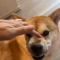 ムキ顔のあめまるくん