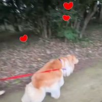 男性を見て来た道を引き返す兄犬