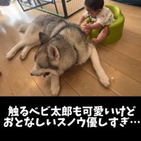 赤ちゃんのそばでくつろぐ犬