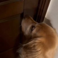 扉を開けてほしいハルちゃん