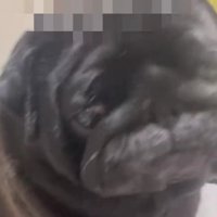 悪気なさそうなてんちゃん
