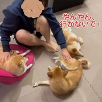 豆柴たちを順番に撫でる次女