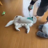 ハーネスとリードを着けられて床の上に寝転がる犬