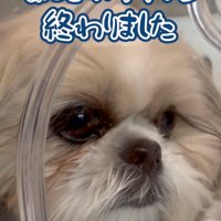 虚無顔の犬
