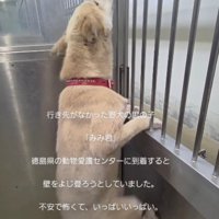 犬舎の壁をよじ登ろうとしていた