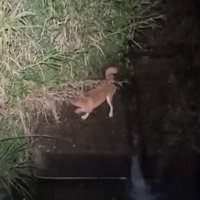 草むらの方へ体を向ける犬