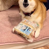 ポポちゃんとの思い出