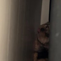 ペチャンコになったお嬢ちゃん