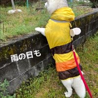 野良猫を探すROSEちゃん2
