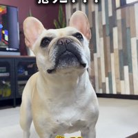 飼い主の言葉を聞いて見上げる犬
