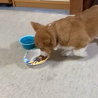 ご飯に近づくロイくん