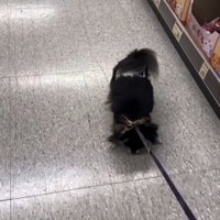 引っ張られる犬