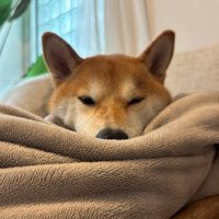 眠たそうな柴犬