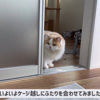 ポテチくんとレモンさんの初対面2